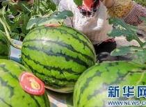 盛世东方曹县免费吃瓜,免费瓜果盛宴,共享盛世东方风采 第2张 盛世东方曹县免费吃瓜,免费瓜果盛宴,共享盛世东方风采 第2张